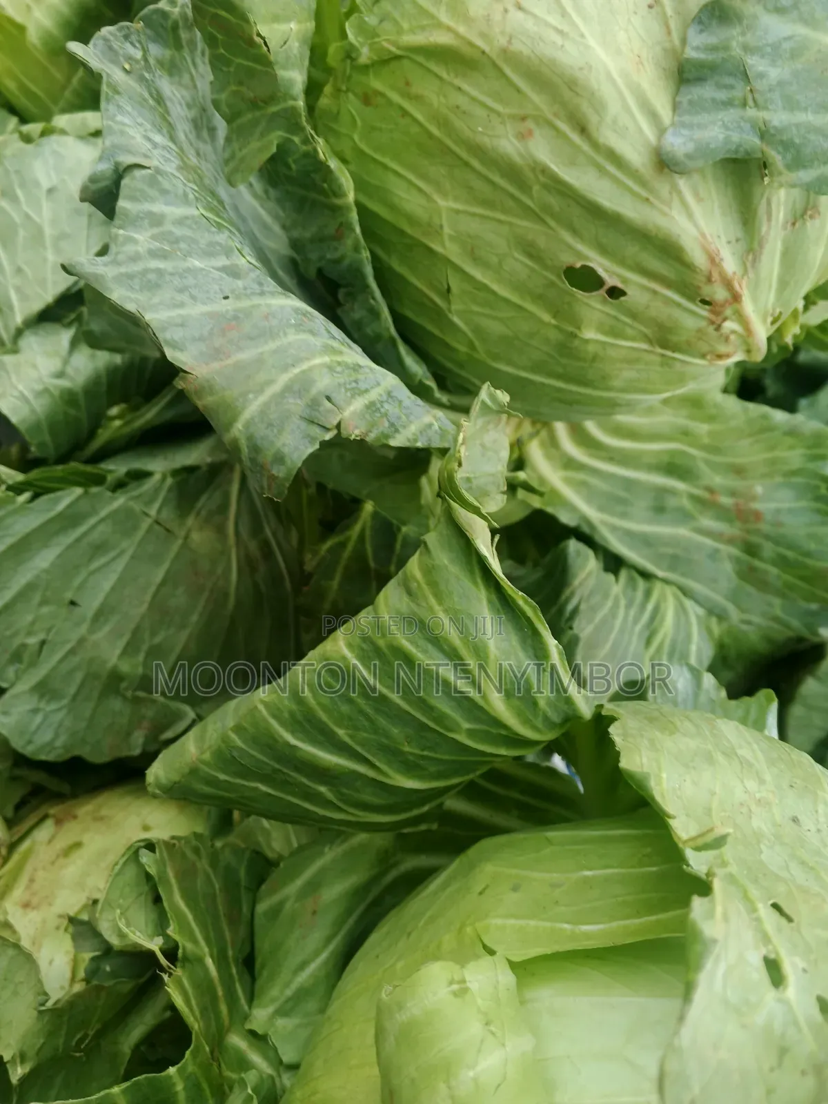 Vegetable , Fruit and More