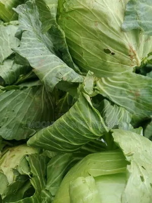 Vegetable , Fruit and More