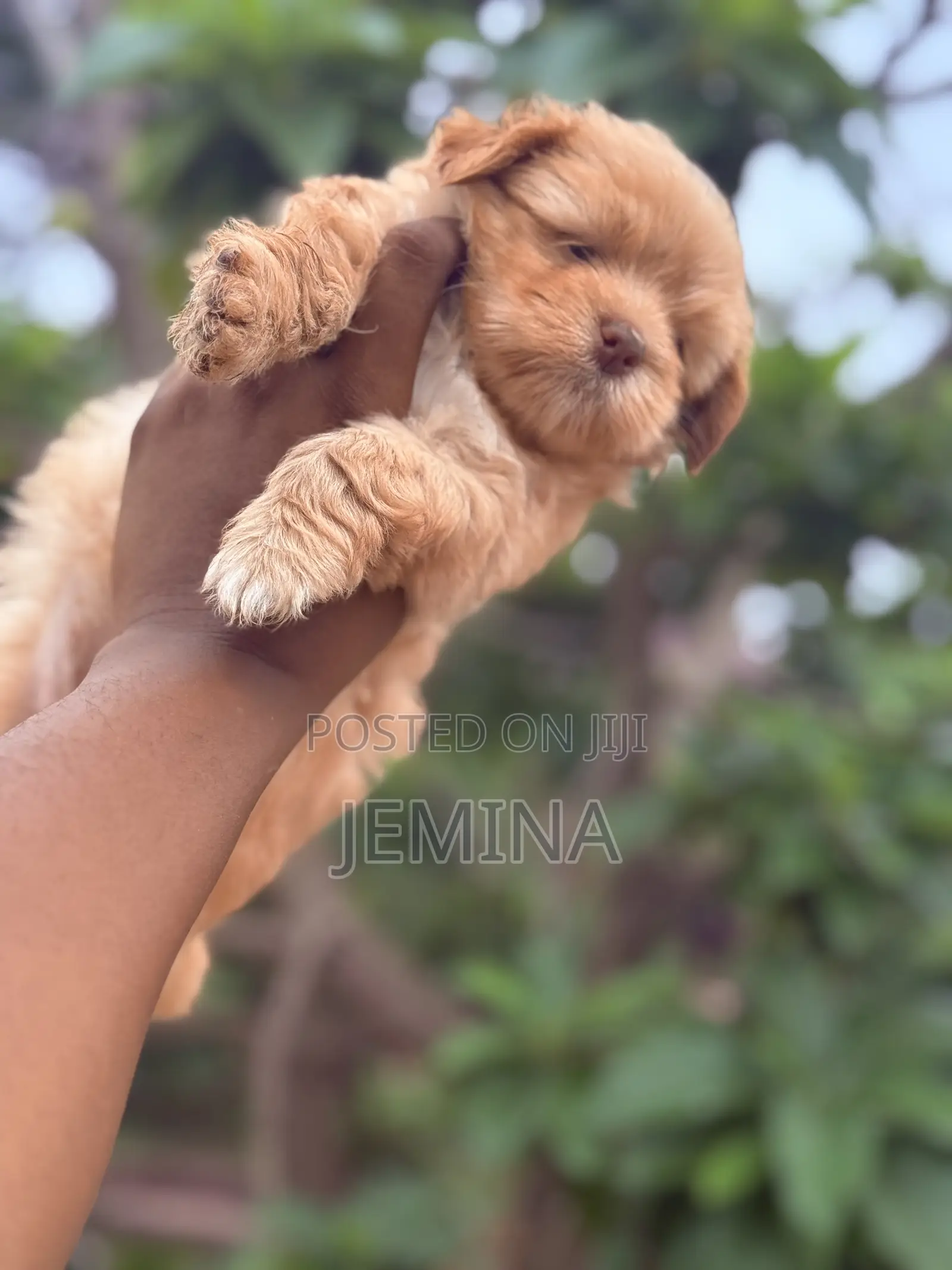 0-1 month Female Purebred Maltipoo