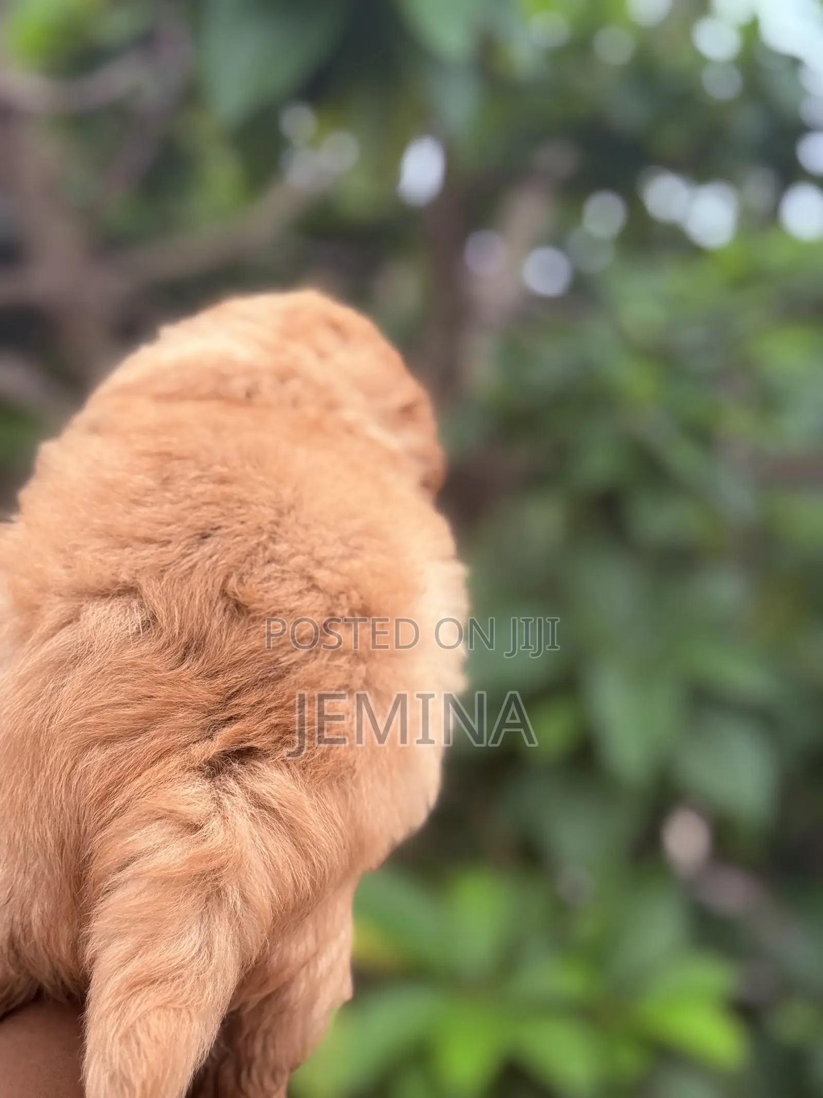 0-1 month Female Purebred Maltipoo
