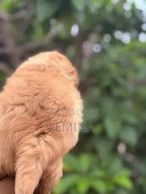 0-1 month Female Purebred Maltipoo