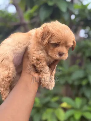 0-1 month Female Purebred Maltipoo