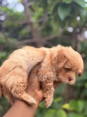 0-1 month Female Purebred Maltipoo