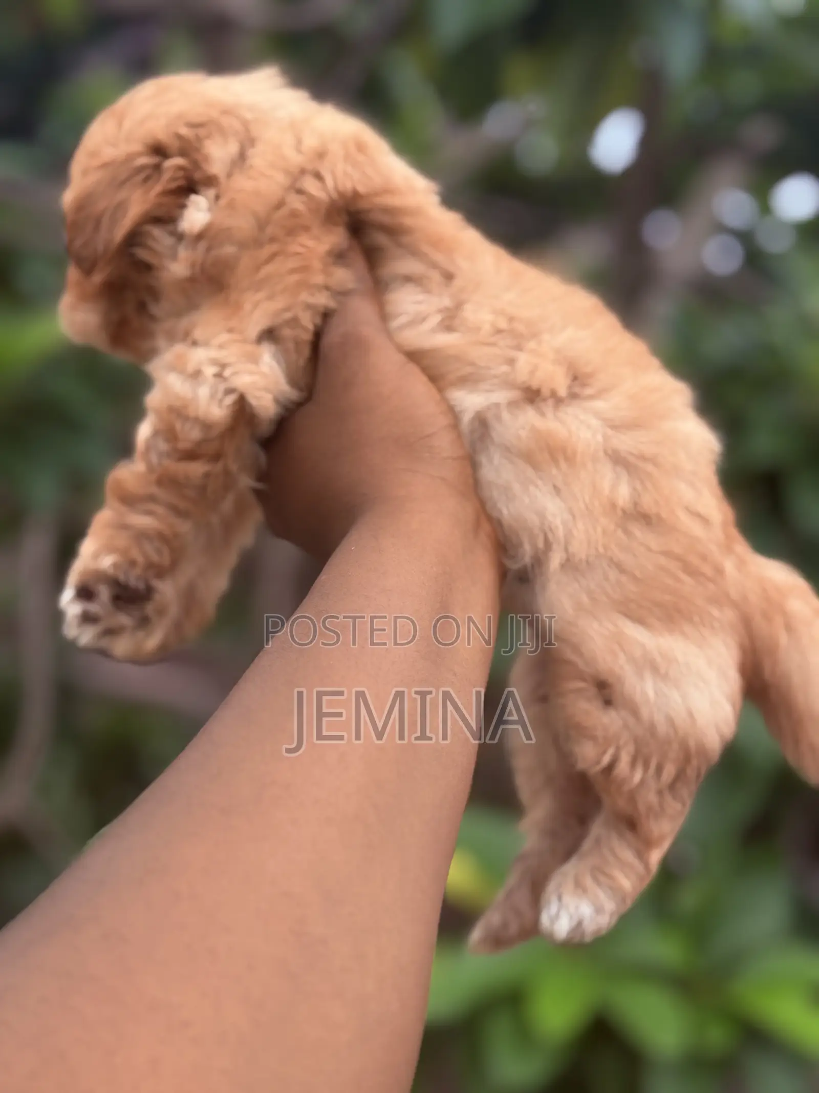 0-1 month Female Purebred Maltipoo