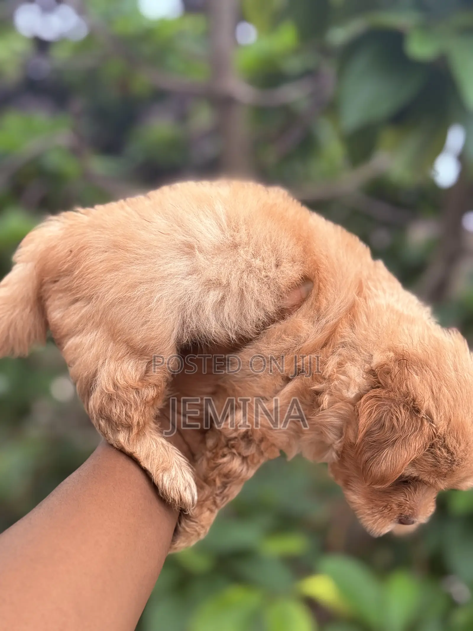 0-1 month Female Purebred Maltipoo