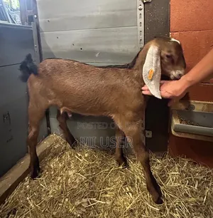 Nubian Goats Imported Pre Order
