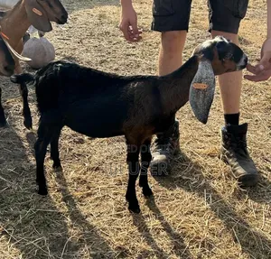 Nubian Goats Imported Pre Order