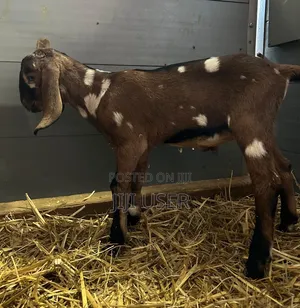 Nubian Goats Imported Pre Order