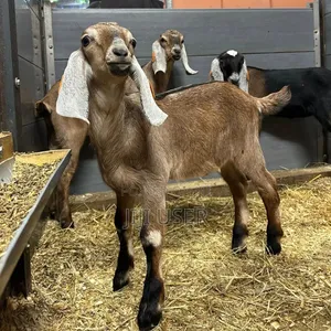 Nubian Goats Imported Pre Order