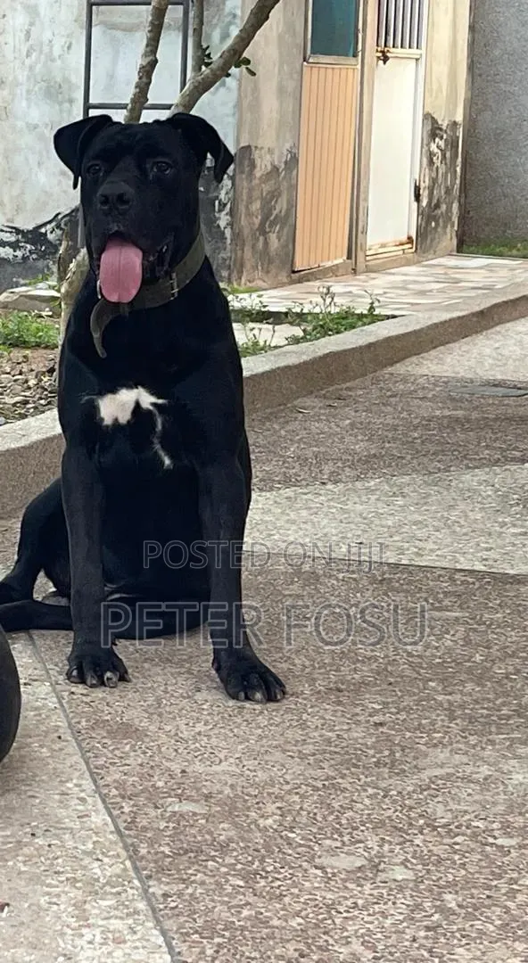 1+ year Male Purebred Cane Corso