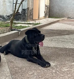 1+ year Male Purebred Cane Corso