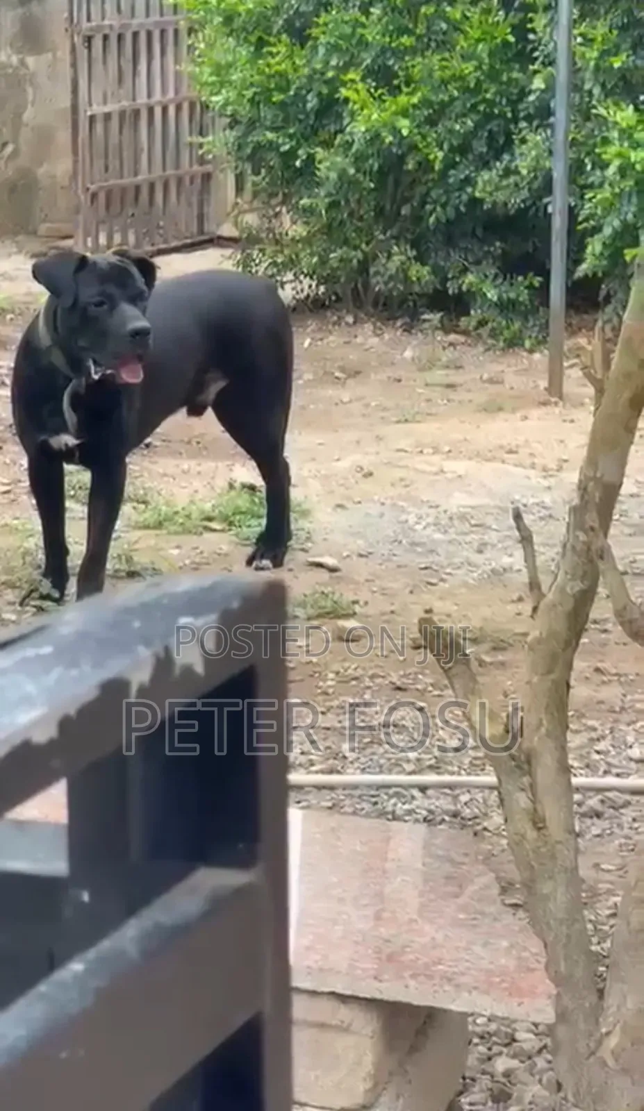 1+ year Male Purebred Cane Corso