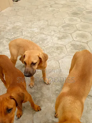 3-6 months Male Purebred Boerboel