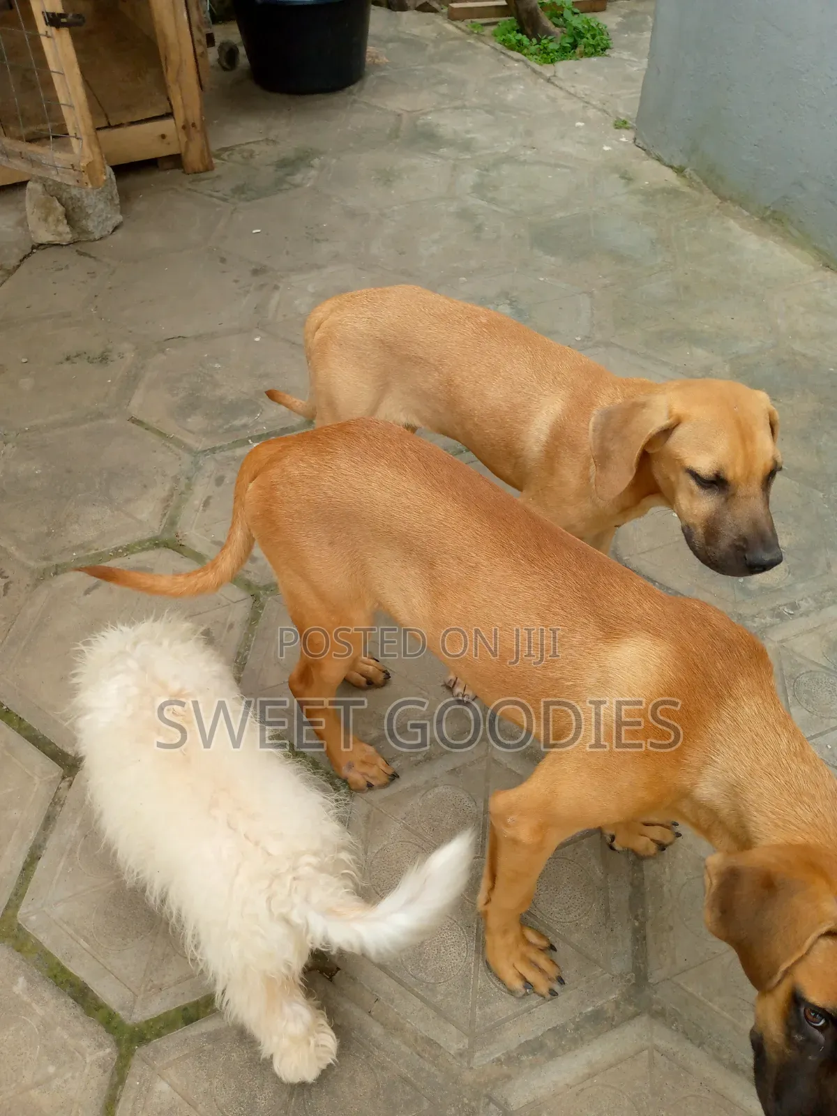 3-6 months Male Purebred Boerboel