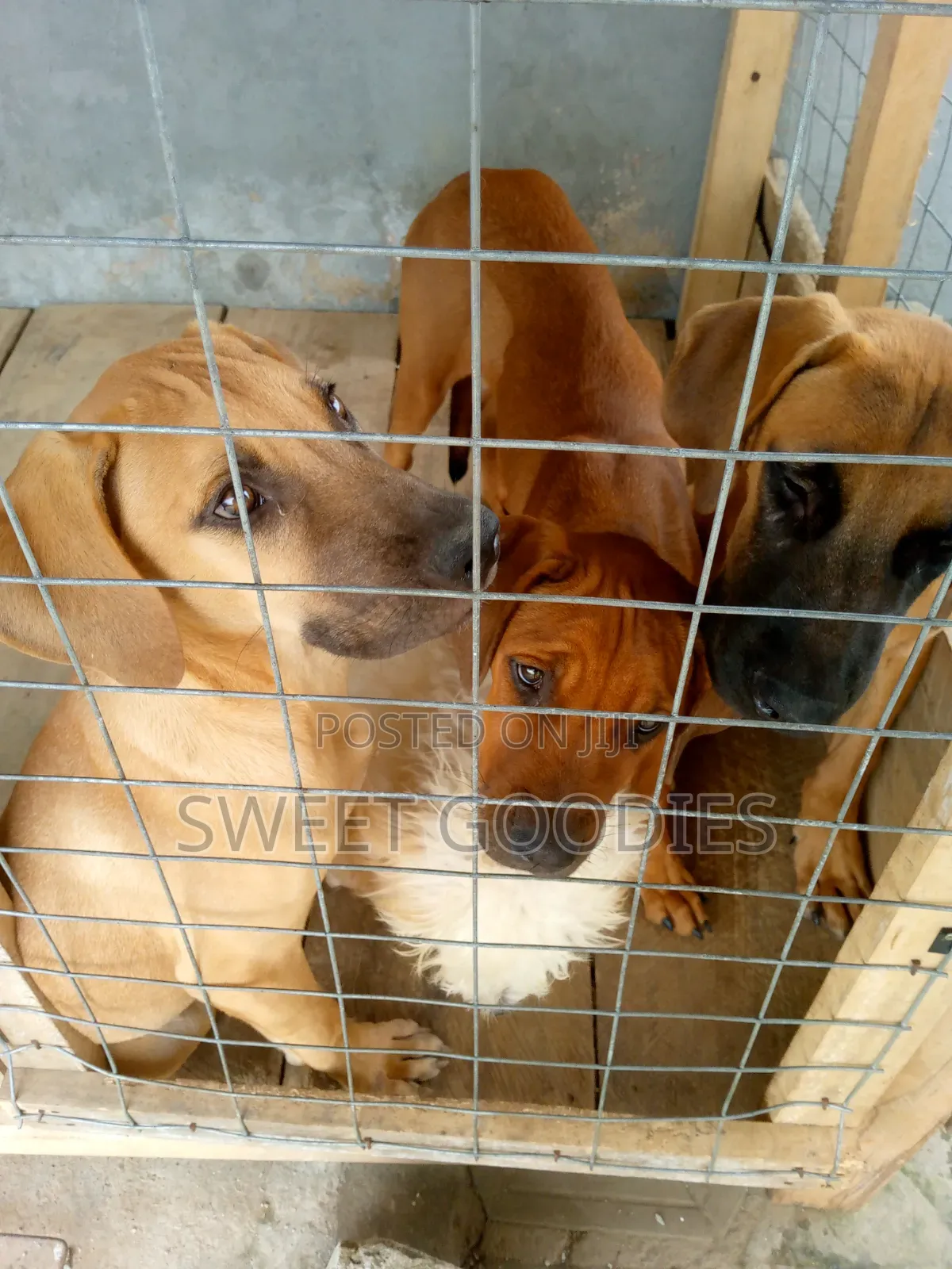 3-6 months Male Purebred Boerboel