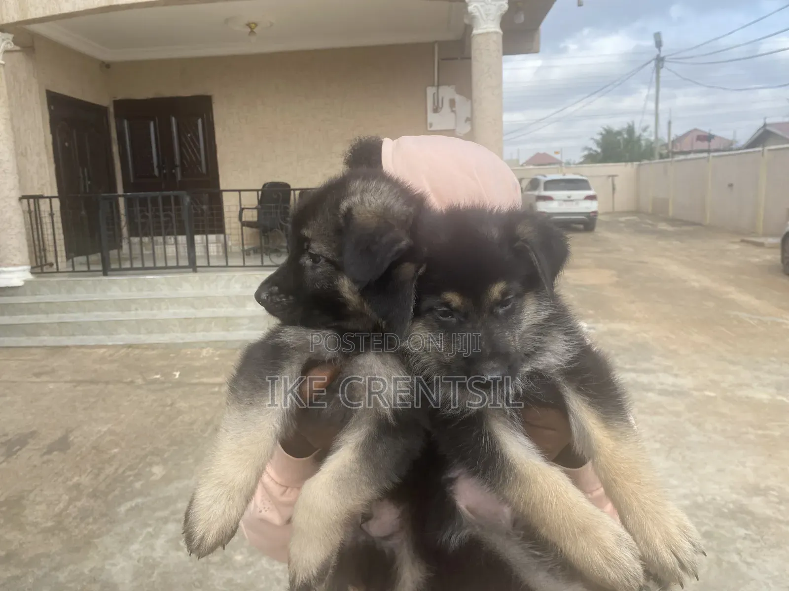 1-3 months Female Purebred German Shepherd