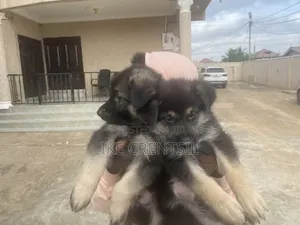1-3 months Female Purebred German Shepherd