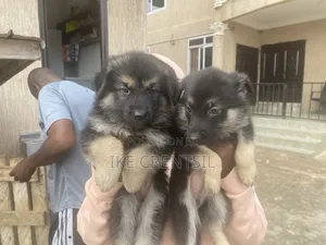 1-3 months Female Purebred German Shepherd