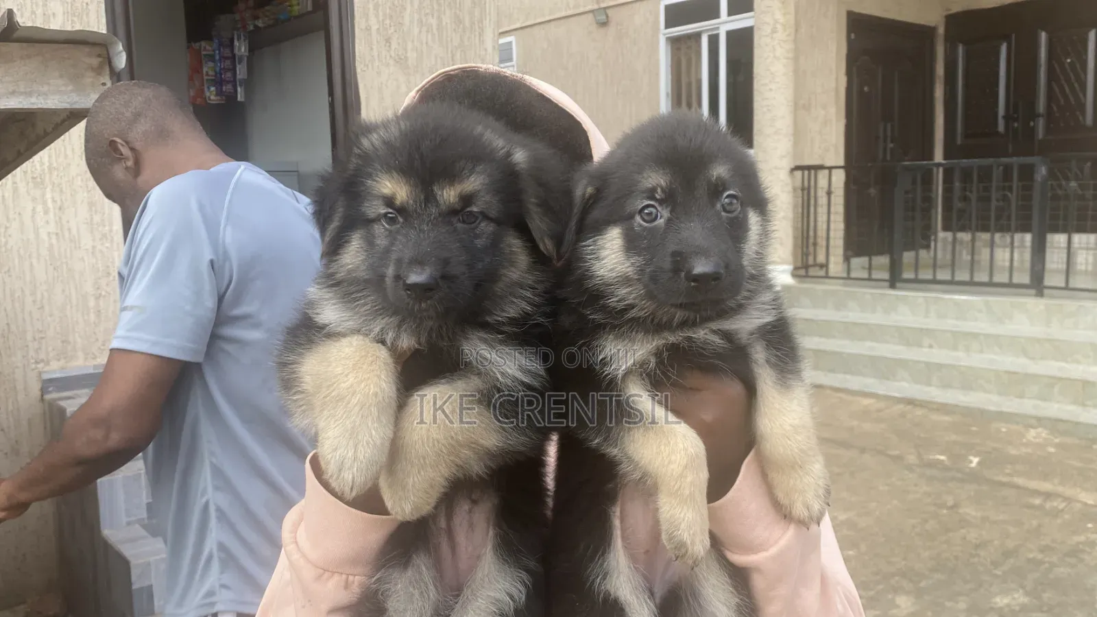 1-3 months Female Purebred German Shepherd