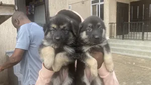 1-3 months Female Purebred German Shepherd