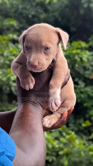 1-3 months Male Purebred American Pit Bull Terrier