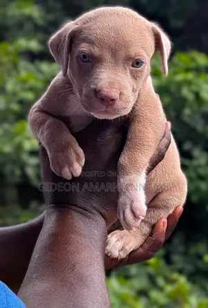 1-3 months Male Purebred American Pit Bull Terrier