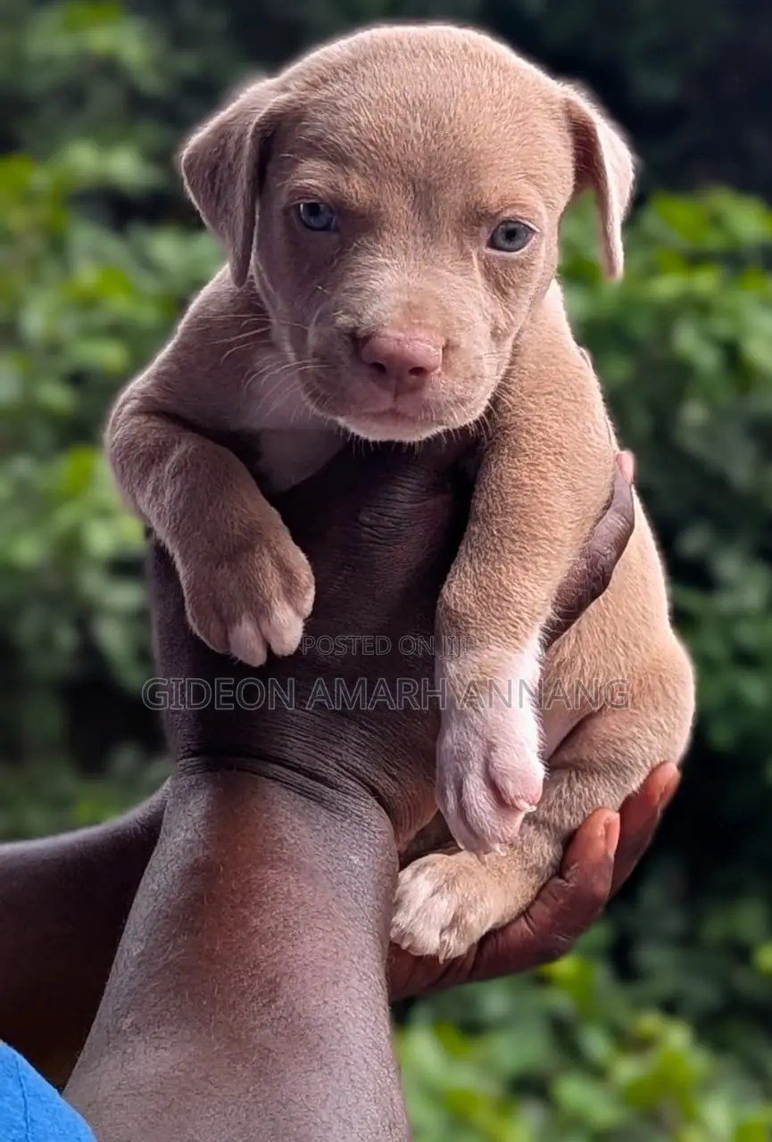 1-3 months Male Purebred American Pit Bull Terrier