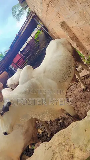 Cows Business