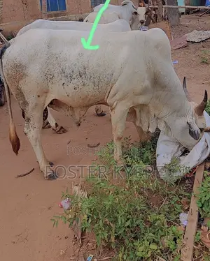 Cows Business