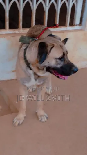 1+ year Female Purebred Caucasian Shepherd