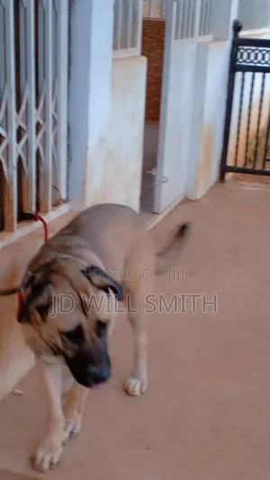 1+ year Female Purebred Caucasian Shepherd
