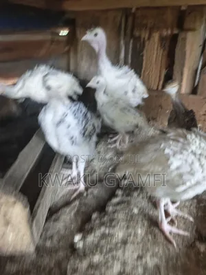 Healthy Turkeys for Sale
