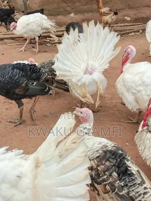 Healthy Turkeys for Sale