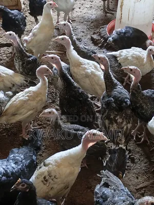 Healthy Turkeys for Sale