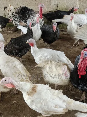 Healthy Turkeys for Sale