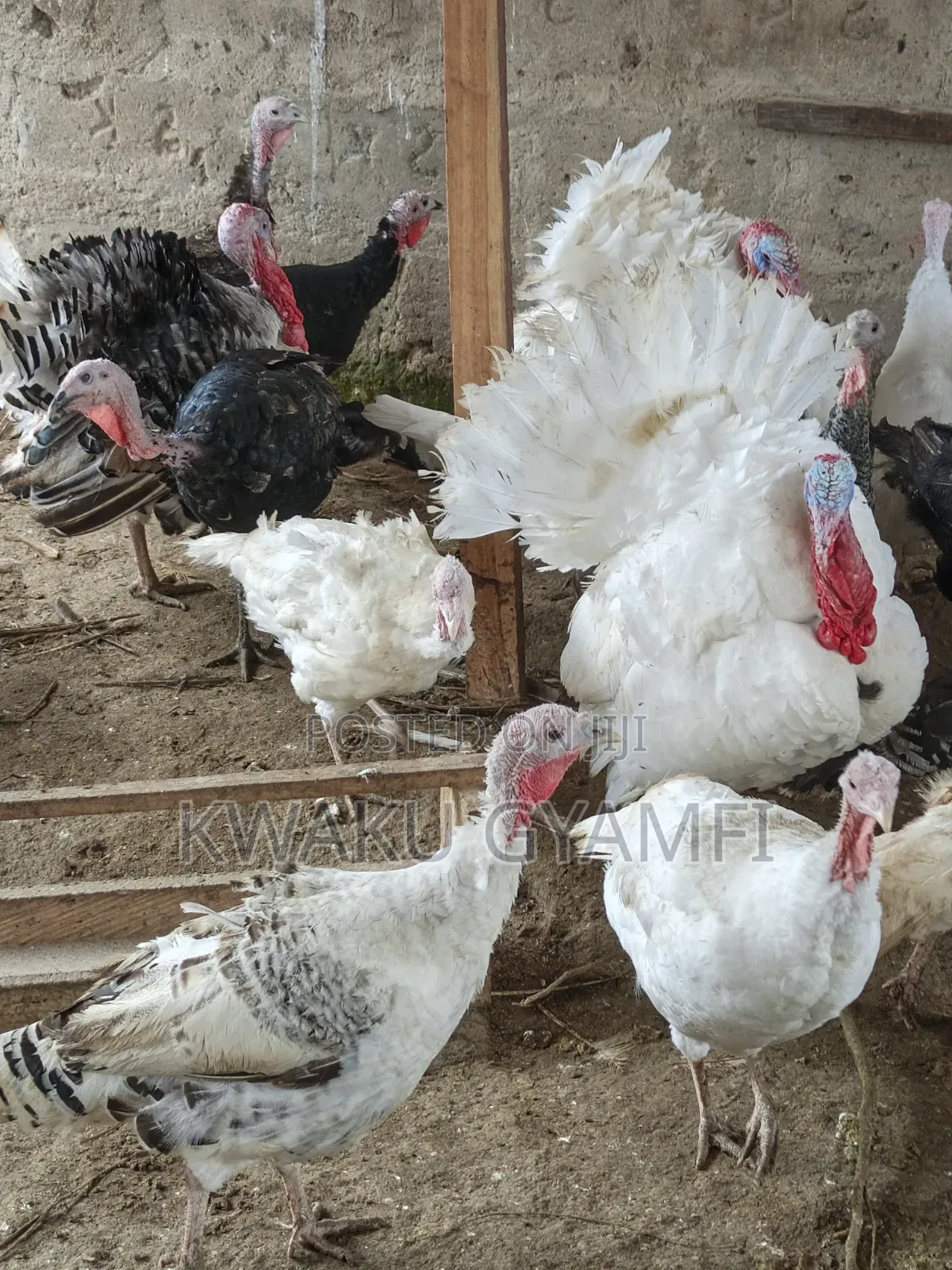 Healthy Turkeys for Sale