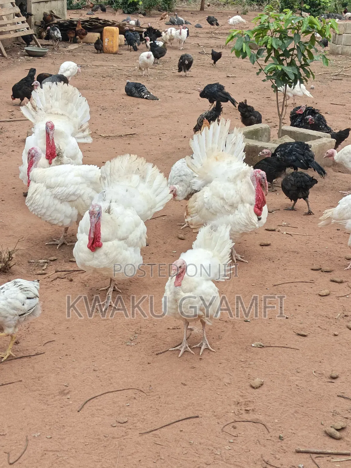 Healthy Turkeys for Sale