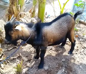 Goat Is for Sale