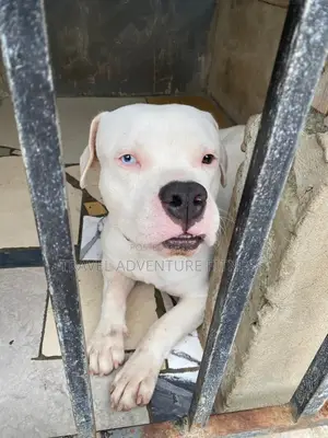 6-12 months Male Purebred American Pit Bull Terrier