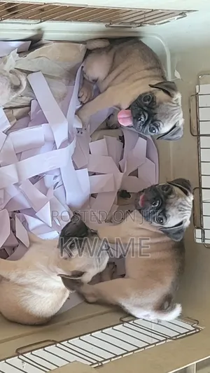 1-3 months Male Purebred Pug