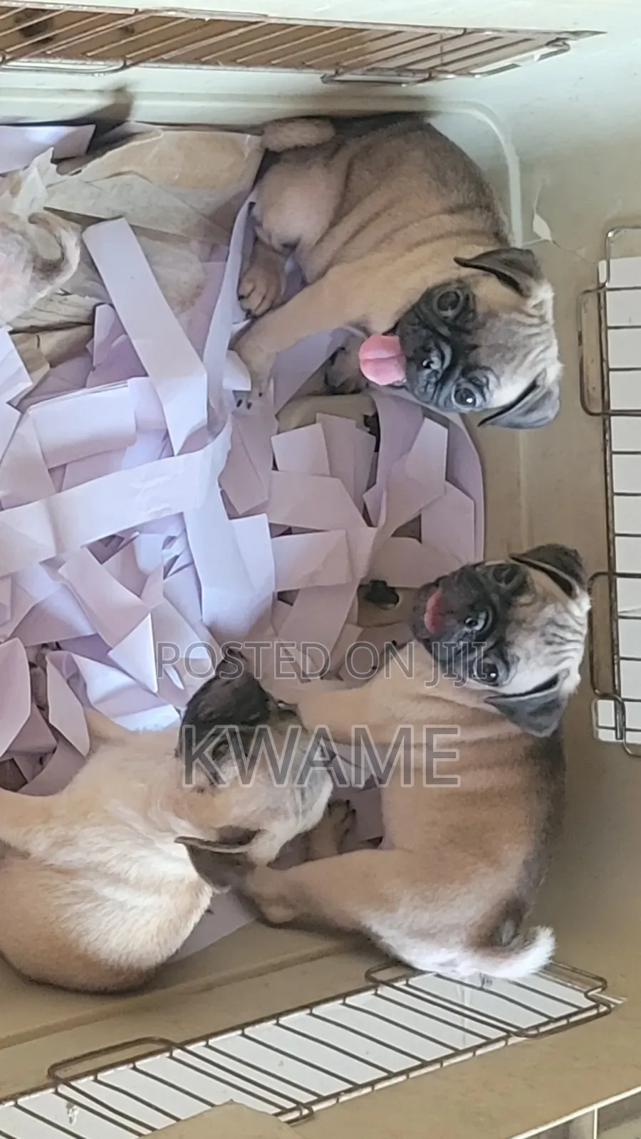 1-3 months Male Purebred Pug