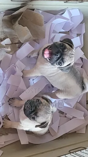 1-3 months Male Purebred Pug