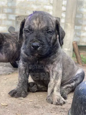 1-3 months Male Purebred Boerboel