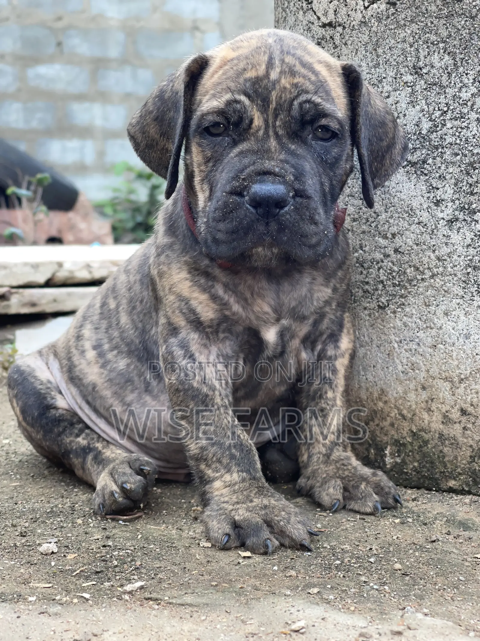 1-3 months Male Purebred Boerboel
