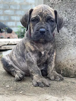1-3 months Male Purebred Boerboel