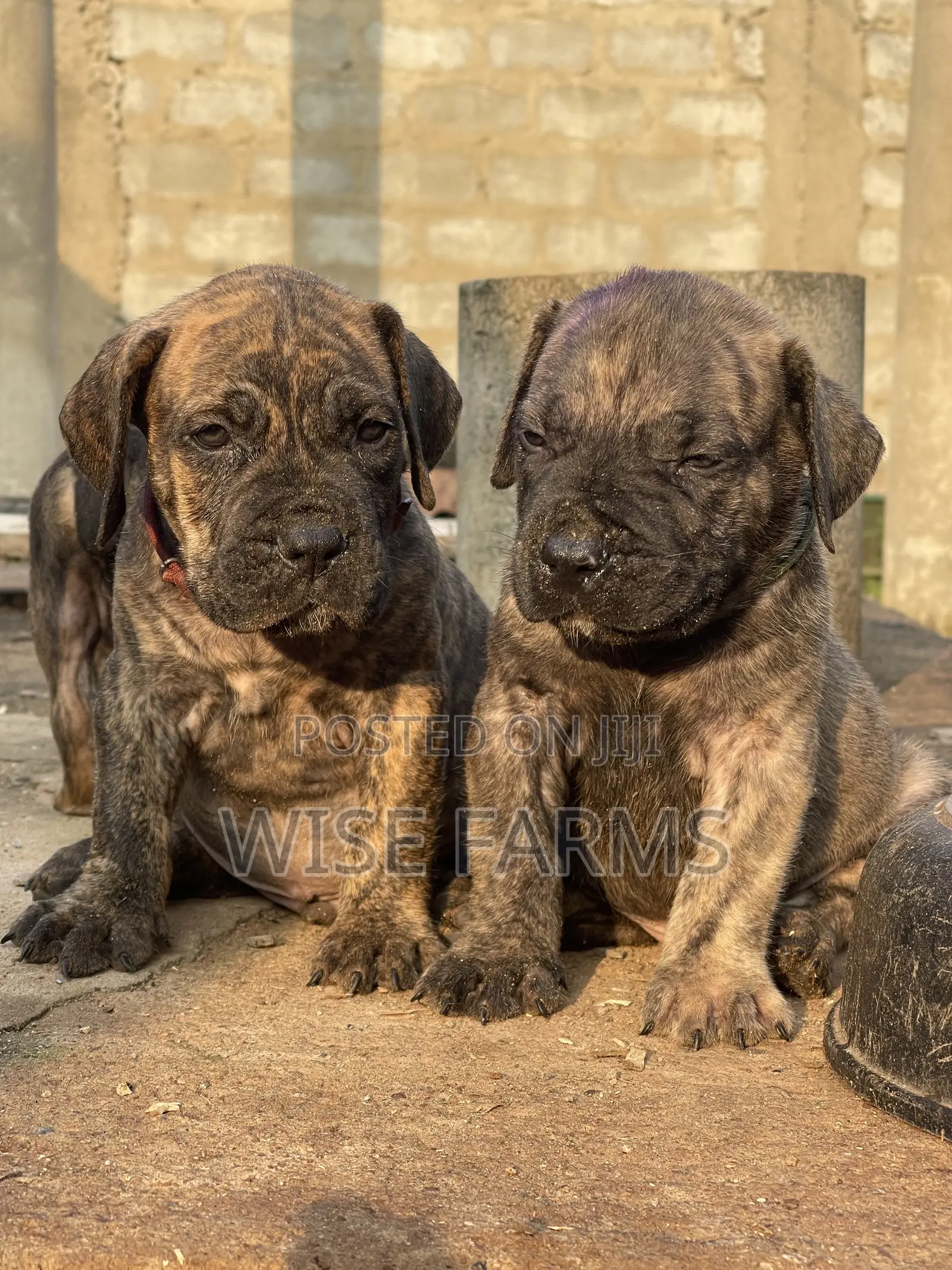 1-3 months Male Purebred Boerboel