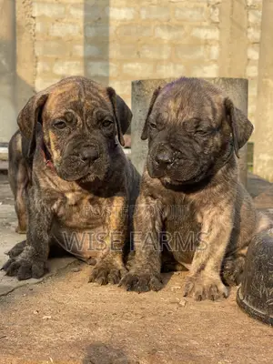 1-3 months Male Purebred Boerboel