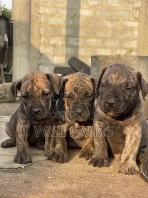 1-3 months Male Purebred Boerboel
