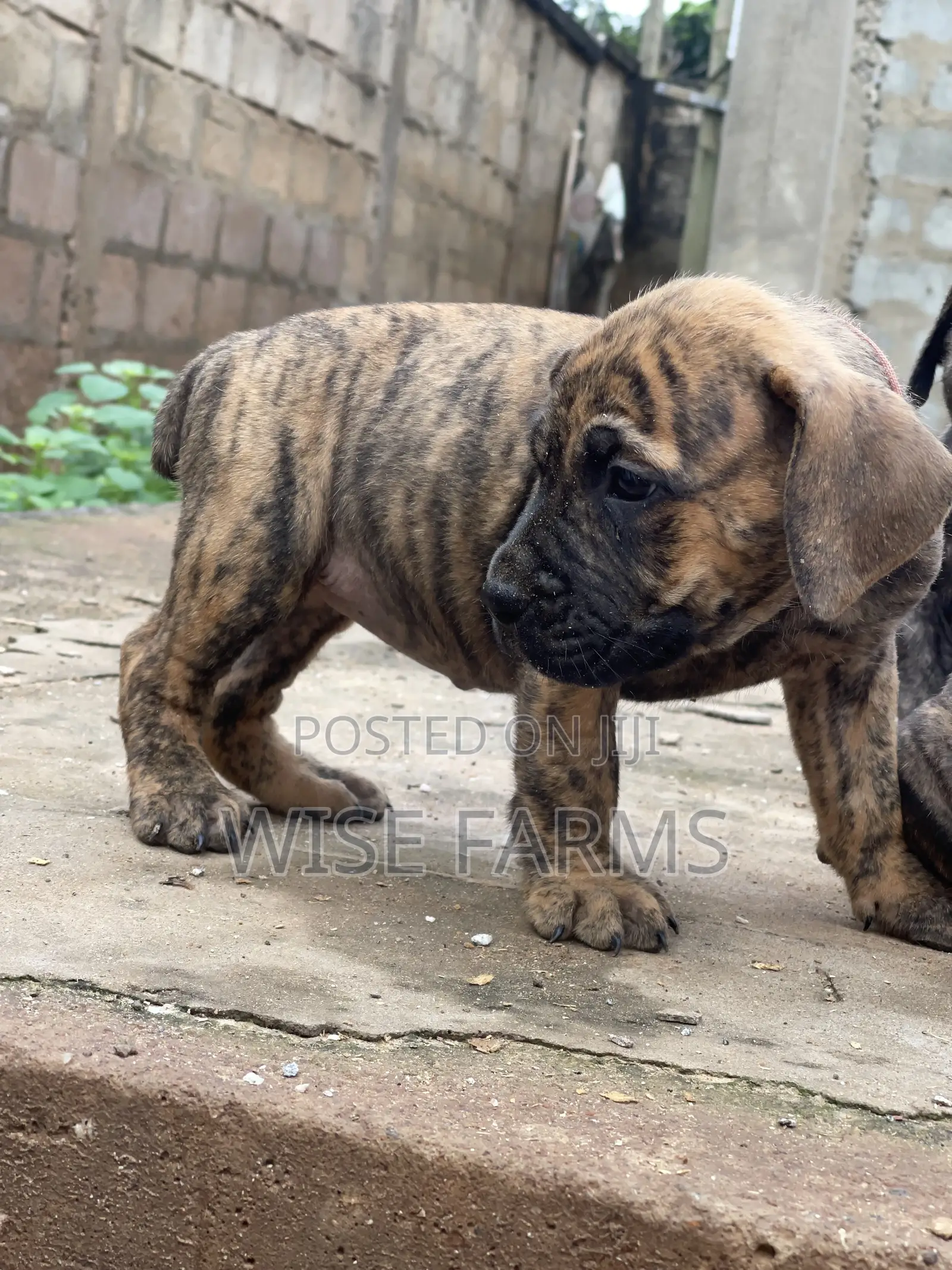1-3 months Male Purebred Boerboel