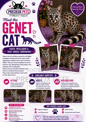 Genet Cats/Kittens
